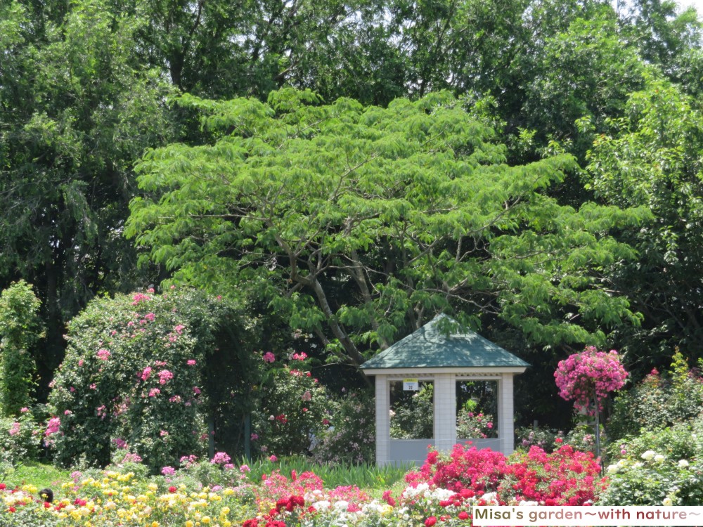 1600種株ものバラが咲き誇る 世界でも認められた 京成バラ園 Keisei Rose Garden Misa S Garden With Nature