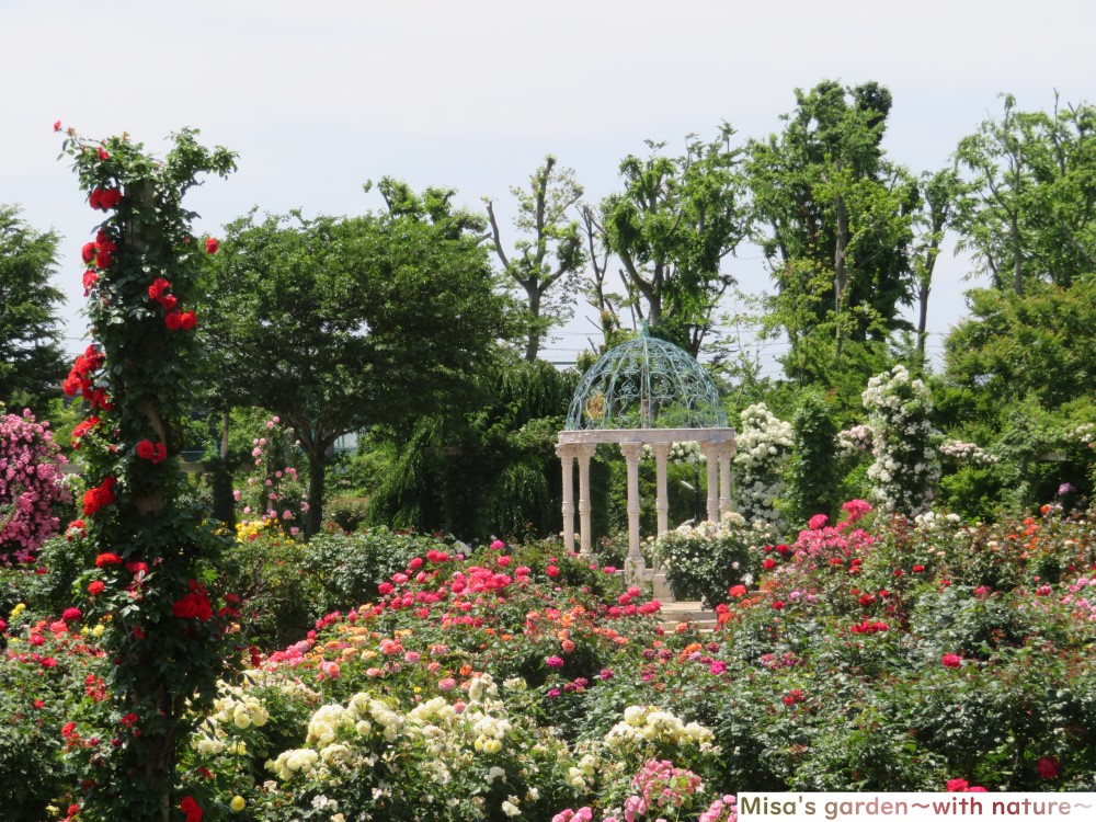 1600種株ものバラが咲き誇る 世界でも認められた 京成バラ園 Keisei Rose Garden Misa S Garden With Nature