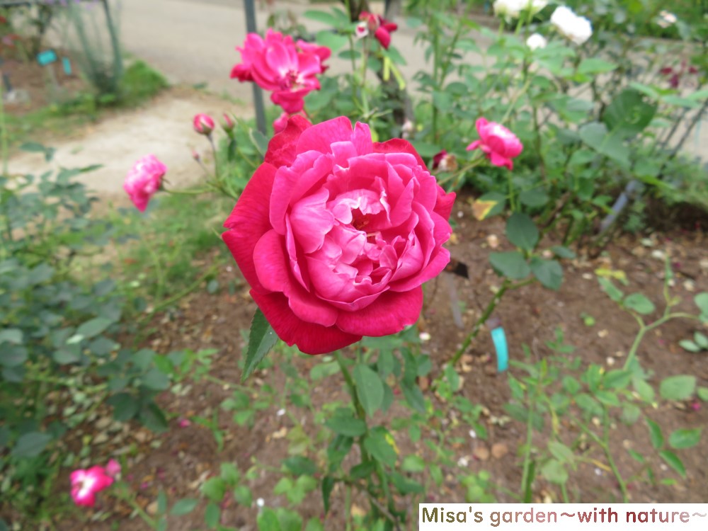 ボランティアが管理 運営している オールドローズが魅力の佐倉草ぶえの丘バラ園 Misa S Garden With Nature