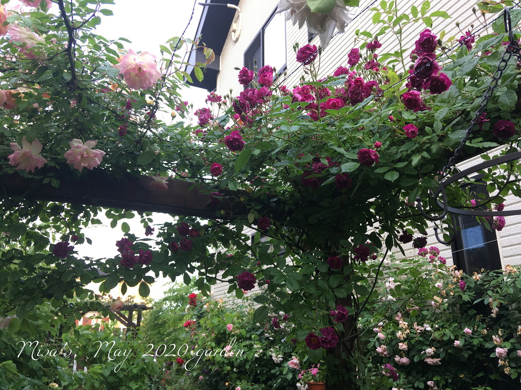 トゲが少ない初心者向けのつるバラ ランブラーrヴァイオレット Violette の育て方 Misa S Garden With Nature