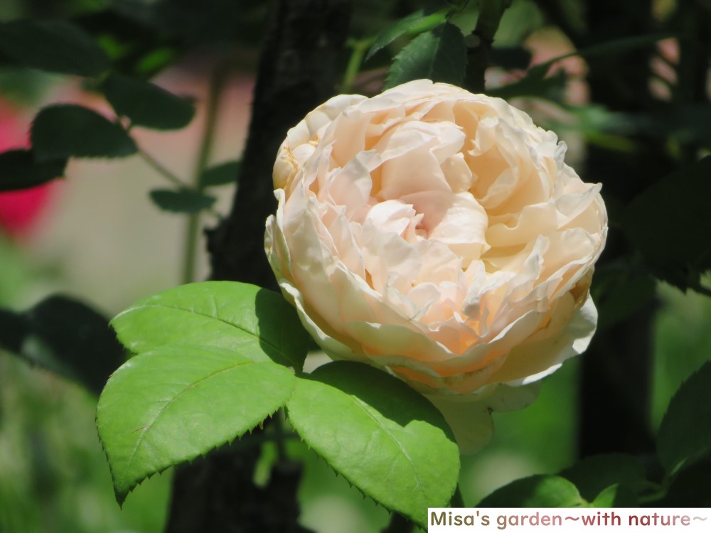 1600種株ものバラが咲き誇る 世界でも認められた 京成バラ園 Keisei Rose Garden Misa S Garden With Nature