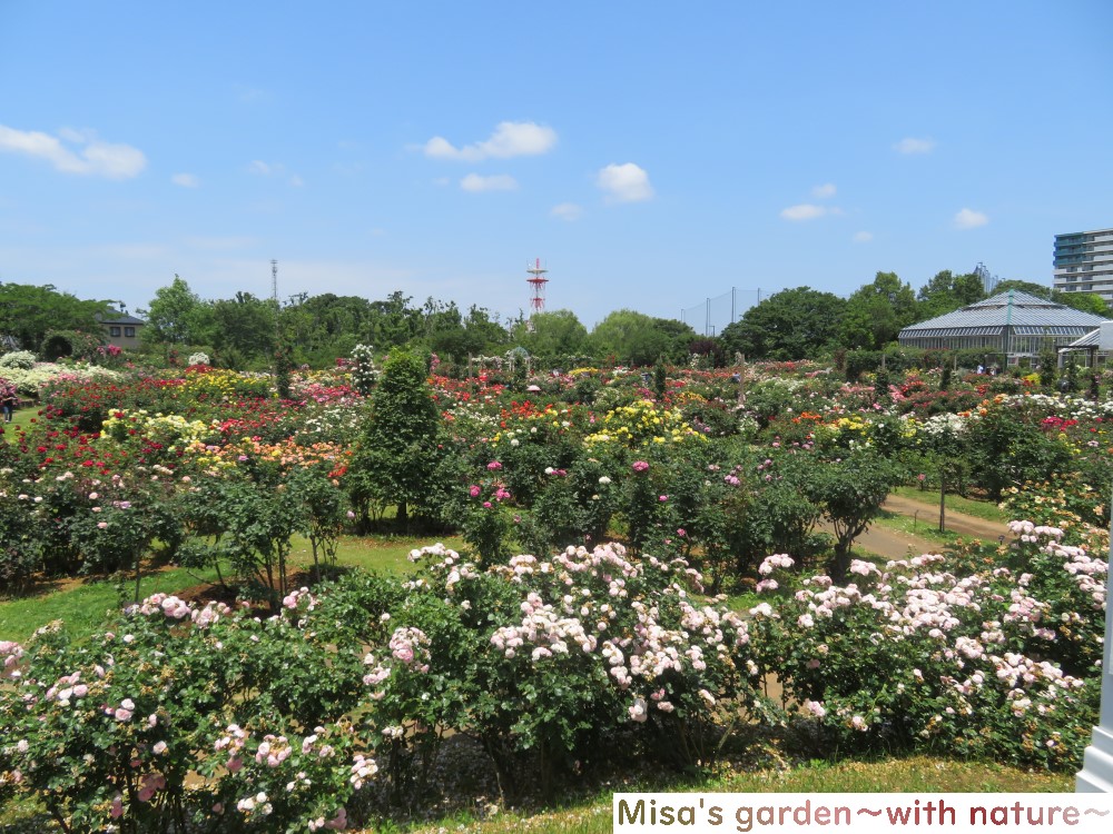 京成バラ園　整形式庭園