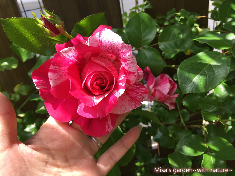 絞りが可愛いメイアン社のつるバラ Clフランボワーズバニーユ Framboise Vanille の育て方 誘引 Misa S Garden With Nature