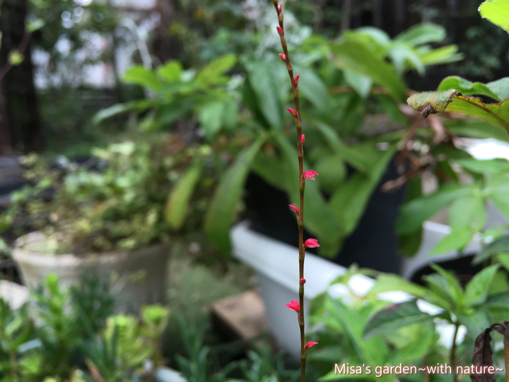 花言葉は感謝の気持ち お花も可愛い秋の野草ミズヒキの育て方 Misa S Garden With Nature