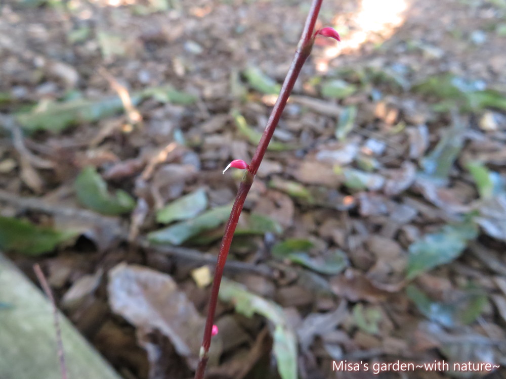 花言葉は感謝の気持ち お花も可愛い秋の野草ミズヒキの育て方 Misa S Garden With Nature