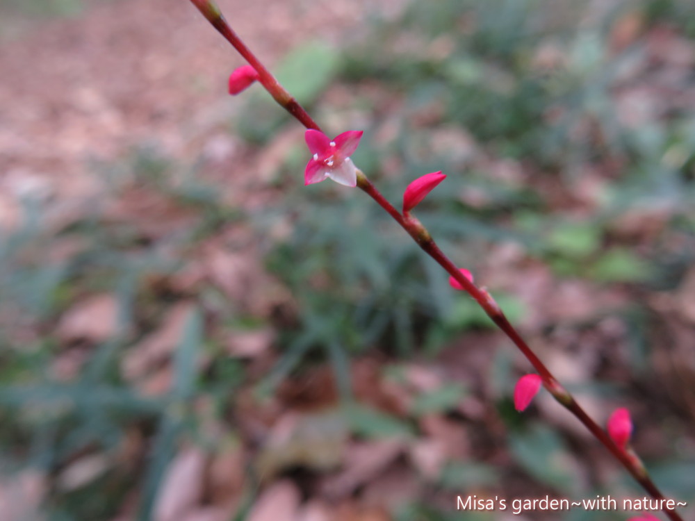 花言葉は感謝の気持ち お花も可愛い秋の野草ミズヒキの育て方 Misa S Garden With Nature