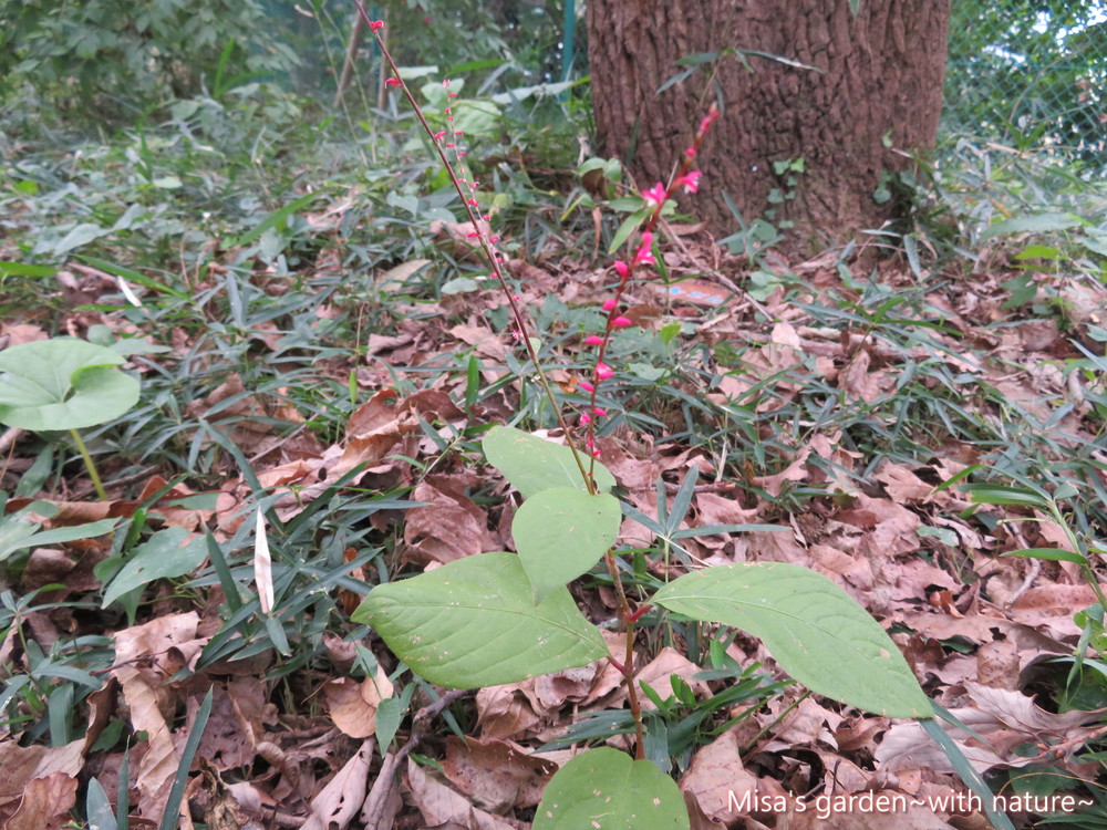 花言葉は感謝の気持ち お花も可愛い秋の野草ミズヒキの育て方 Misa S Garden With Nature