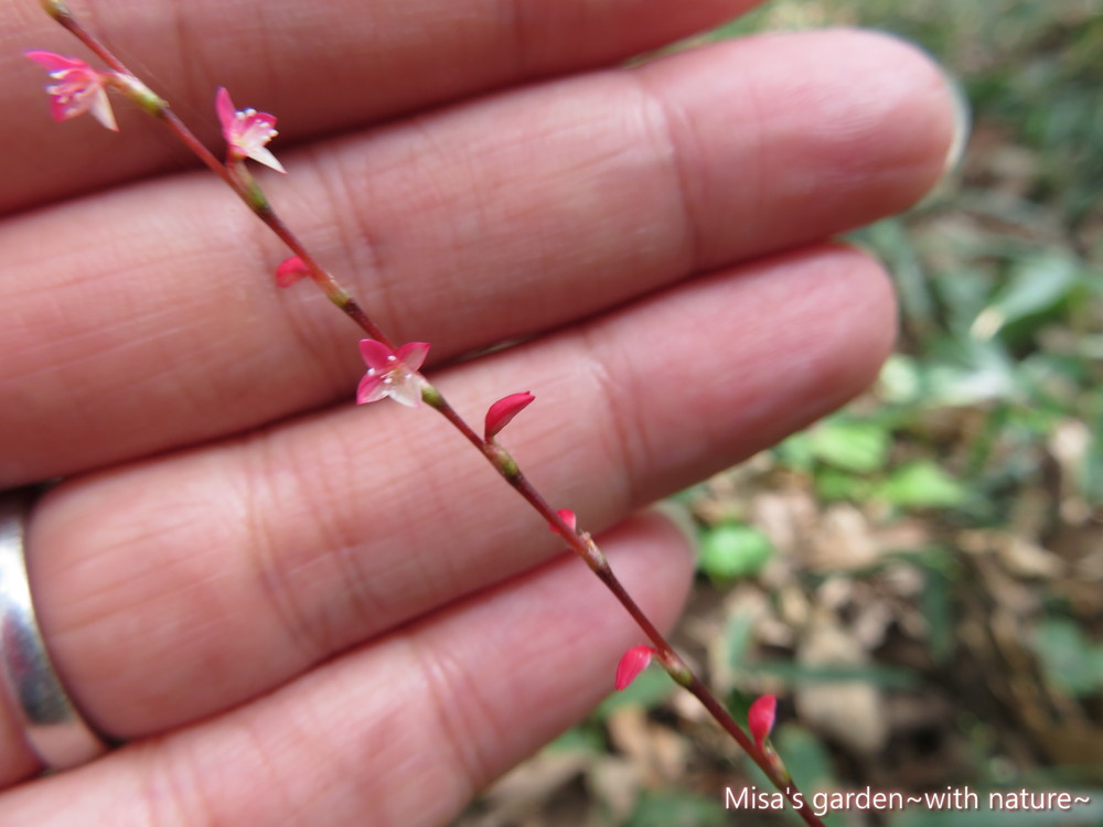 花言葉は感謝の気持ち お花も可愛い秋の野草ミズヒキの育て方 Misa S Garden With Nature