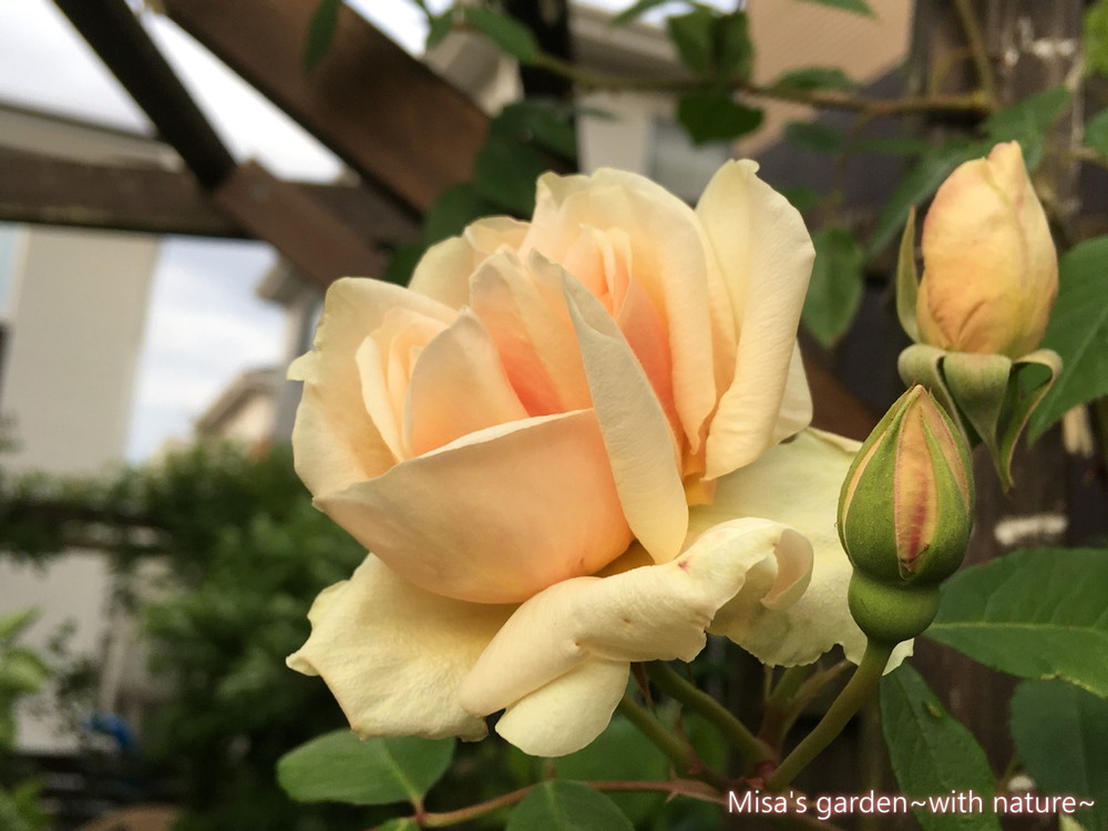 繰り返し咲く病気に強いつるバラ Nレヴドール Reve D Or の育て方 誘引 Misa S Garden With Nature