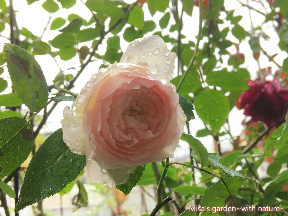 少し病気に弱いけど 花付きが抜群にいい 和バラsひより Hiyori の育て方 Misa S Garden With Nature