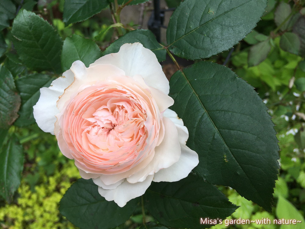 少し病気に弱いけど 花付きが抜群にいい 和バラsひより Hiyori の育て方 Misa S Garden With Nature