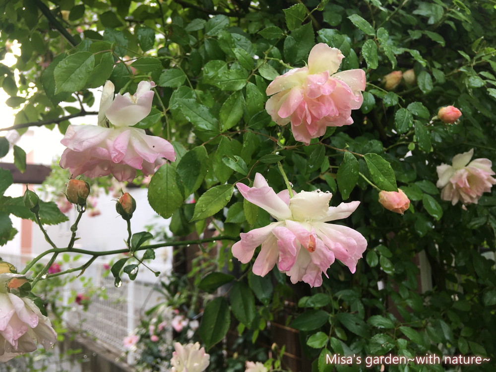 アプリコットピンクからホワイトに移り行く姿が魅力的なつるバラ Clフィリスバイド Phyllis Bide の育て方 誘引 Misa S Garden With Nature