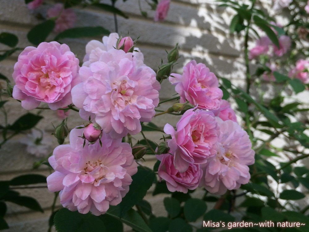 モンスターと呼ばれるつるバラ Rポールズヒマラヤンムスク Paul S Himalayan Musk Rambler の育て方 誘引 Misa S Garden With Nature