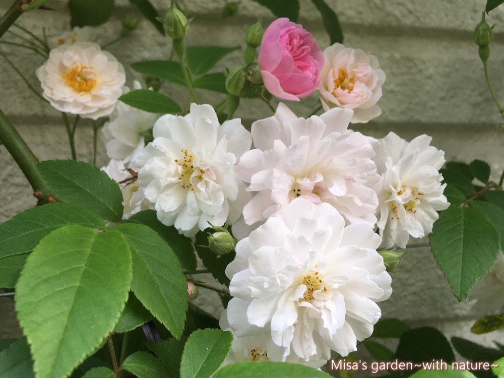 モンスターと呼ばれるつるバラ Rポールズヒマラヤンムスク Paul S Himalayan Musk Rambler の育て方 誘引 Misa S Garden With Nature