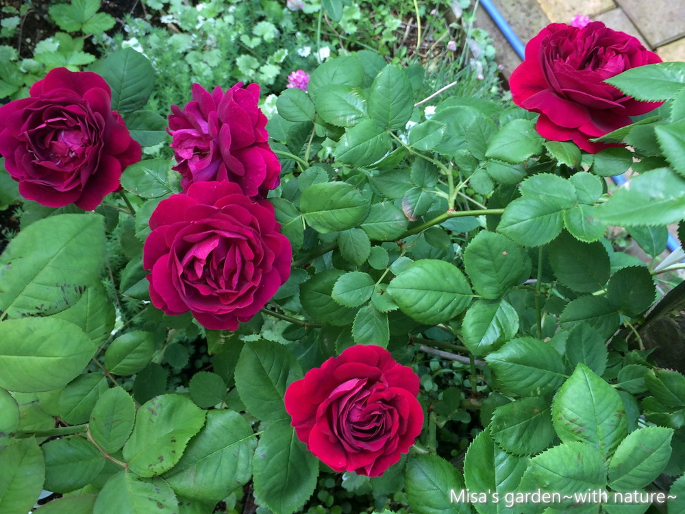 オールドローズ Hpスヴニール ドゥ ドクター ジャメイン Souvenir Du Docteur Jamain の育て方 Misa S Garden With Nature