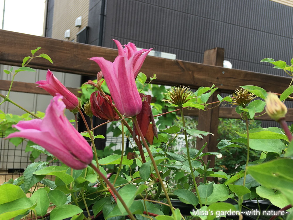 クレマチス テキセンシス系クレマチス ダッチェス オブ アルバニー Clematis Duchess Of Albany の育て方 Misa S Garden With Nature
