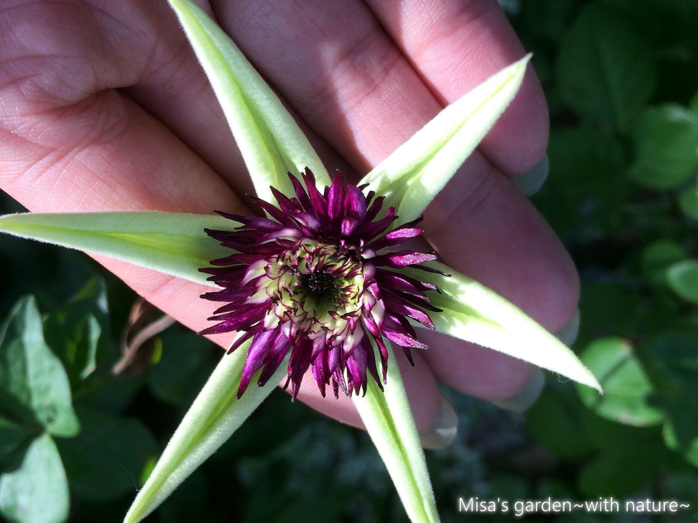 中国原産の原種クレマチス フロリダ系テッセン Clematis Lematis Florida Thunb Var Sieboldiana Morren の育て方 Misa S Garden With Nature