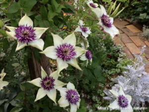 中国原産の原種クレマチス フロリダ系テッセン Clematis Lematis Florida Thunb Var Sieboldiana Morren の育て方 Misa S Garden With Nature