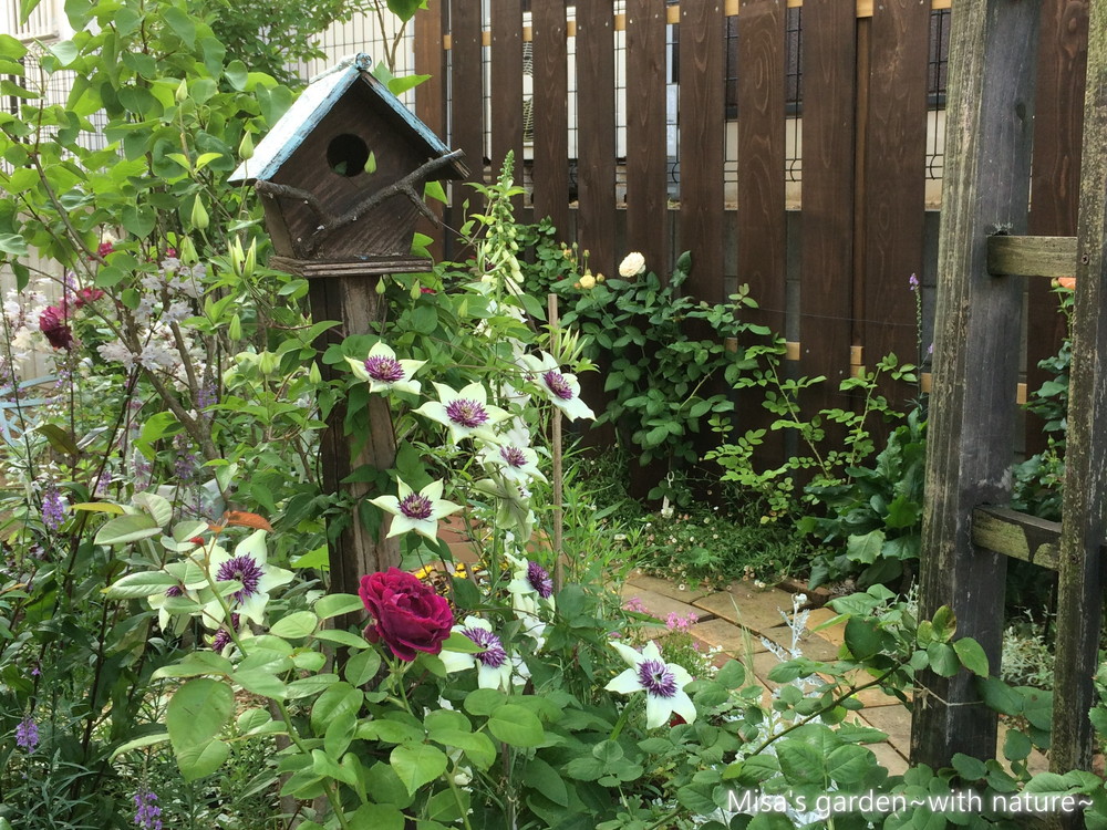 中国原産の原種クレマチス フロリダ系テッセン Clematis Lematis Florida Thunb Var Sieboldiana Morren の育て方 Misa S Garden With Nature