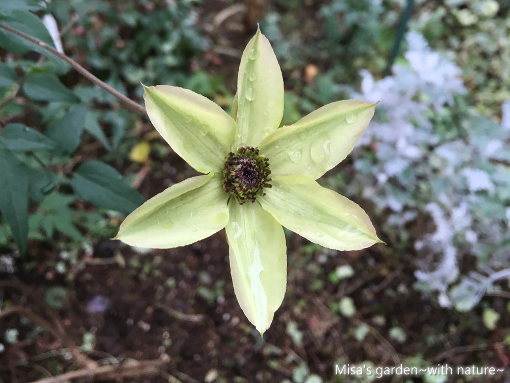 中国原産の原種クレマチス フロリダ系テッセン Clematis Lematis Florida Thunb Var Sieboldiana Morren の育て方 Misa S Garden With Nature