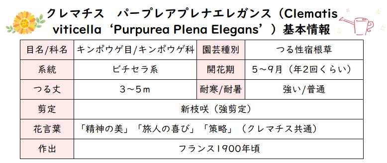 クレマチス ビチセラ系パープレアプレナエレガンス Clematis Viticella Purpurea Plena Elegans の育て方 Misa S Garden With Nature