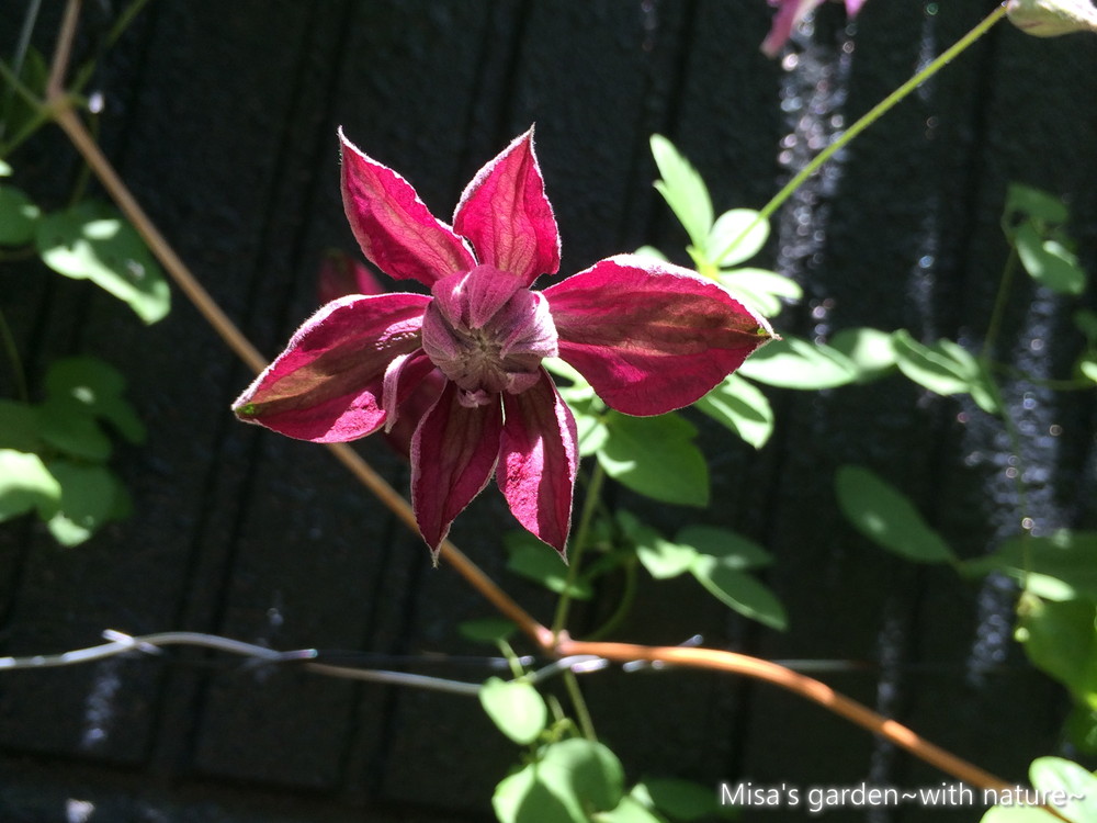 クレマチス ビチセラ系パープレアプレナエレガンス Clematis Viticella Purpurea Plena Elegans の育て方 Misa S Garden With Nature