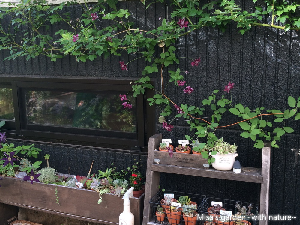 クレマチス ビチセラ系パープレアプレナエレガンス Clematis Viticella Purpurea Plena Elegans の育て方 Misa S Garden With Nature