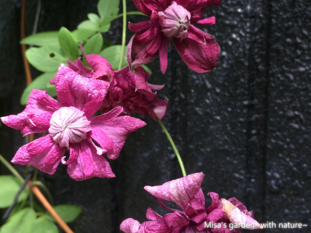 クレマチス ビチセラ系パープレアプレナエレガンス Clematis Viticella Purpurea Plena Elegans の育て方 Misa S Garden With Nature