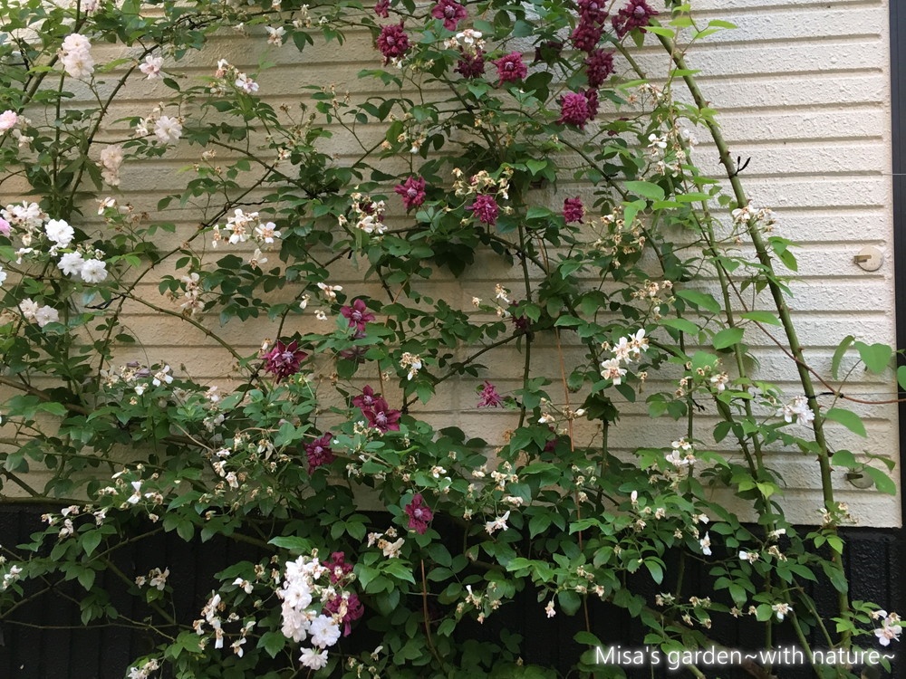 クレマチス ビチセラ系パープレアプレナエレガンス Clematis Viticella Purpurea Plena Elegans の育て方 Misa S Garden With Nature