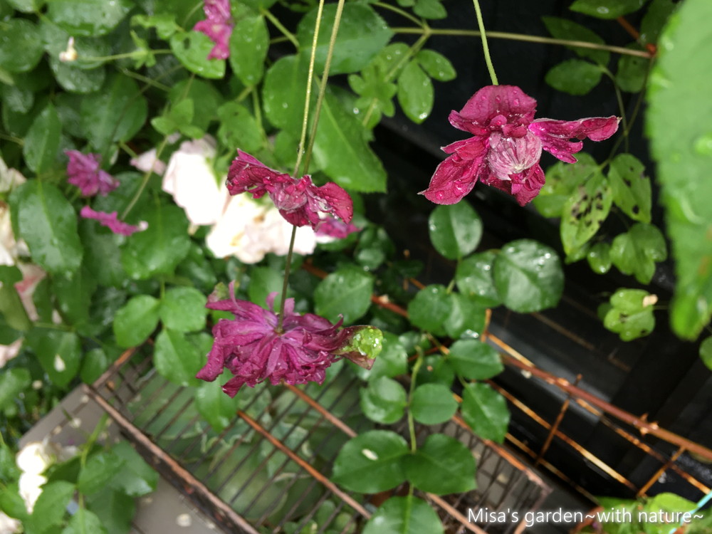 クレマチス ビチセラ系パープレアプレナエレガンス Clematis Viticella Purpurea Plena Elegans の育て方 Misa S Garden With Nature