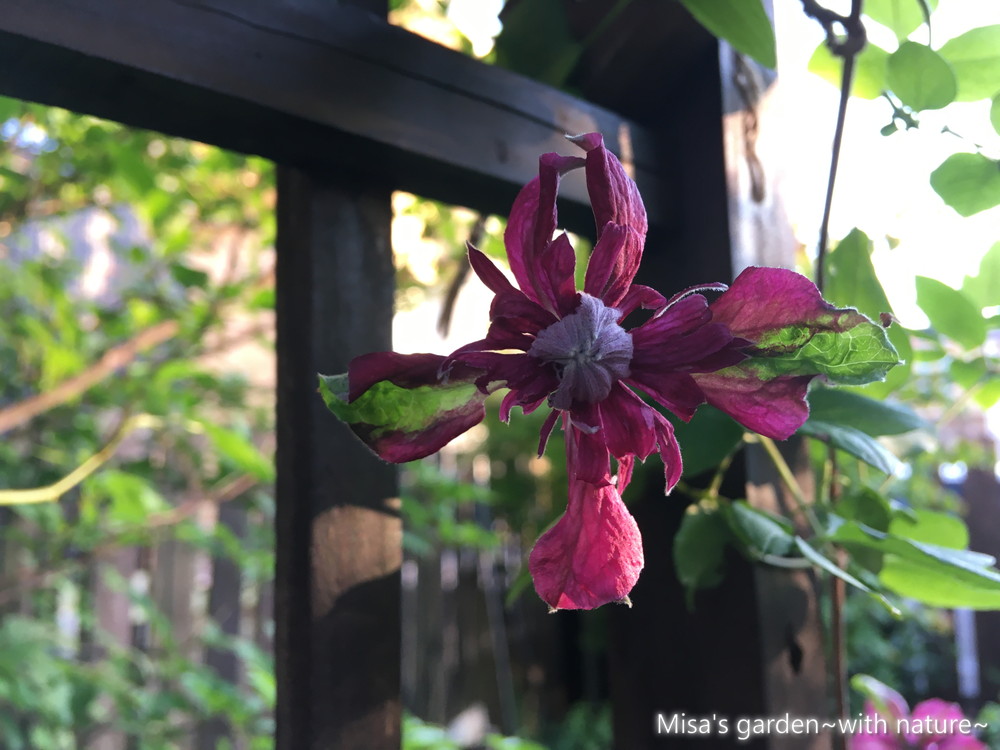 クレマチス ビチセラ系パープレアプレナエレガンス（Clematis viticella 'Purpurea Plena Elegans'）の育て方 –  Misa's garden~with nature~