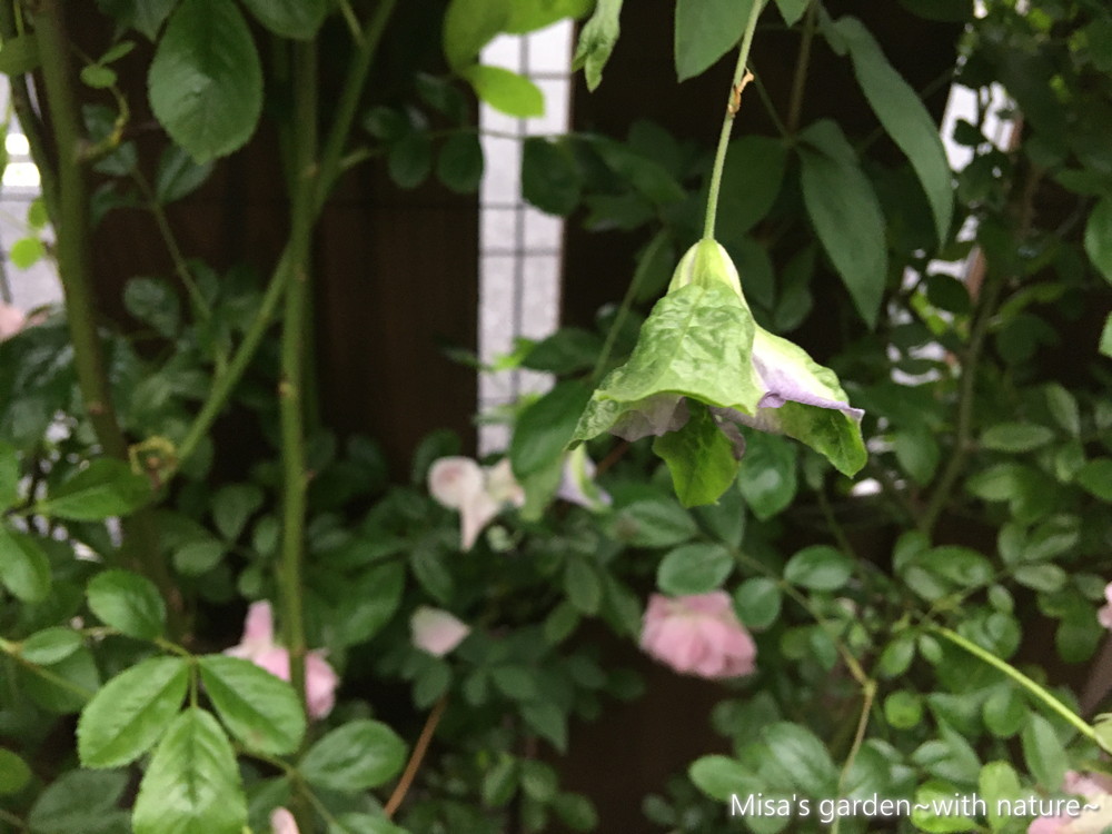 クレマチス ビチセラ系パープレアプレナエレガンス Clematis Viticella Purpurea Plena Elegans の育て方 Misa S Garden With Nature