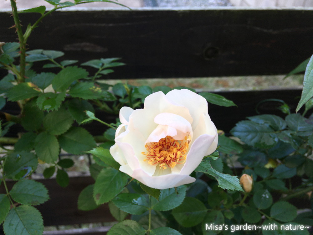 トゲも黒星病もすごいけど 黄金のしべが美しい八重のバラ Sジャクリーヌデュプレ Jacqueline Du Pre の育て方 誘引 Misa S Garden With Nature