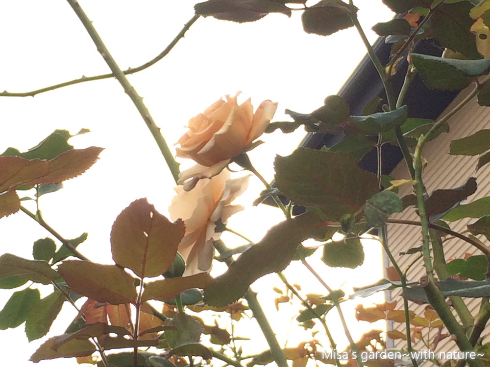 貴重な茶色いつるバラ Clつるジュリア Julia Climing 花を咲かせるコツ 誘引 と育て方 Misa S Garden With Nature