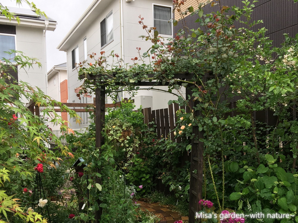 貴重な茶色いつるバラ Clつるジュリア Julia Climing 花を咲かせるコツ 誘引 と育て方 Misa S Garden With Nature