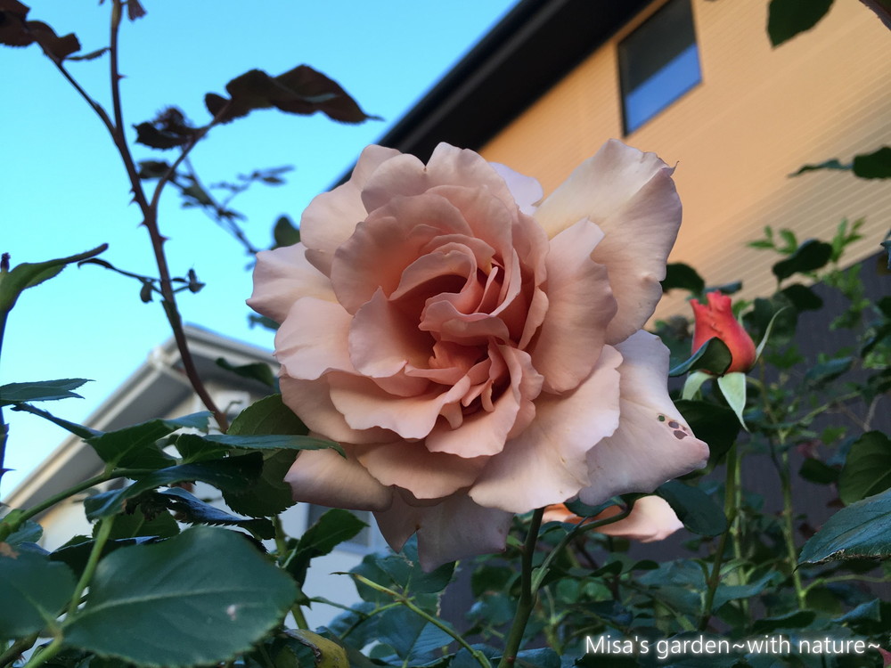 貴重な茶色いつるバラ Clつるジュリア Julia Climing 花を咲かせるコツ 誘引 と育て方 Misa S Garden With Nature
