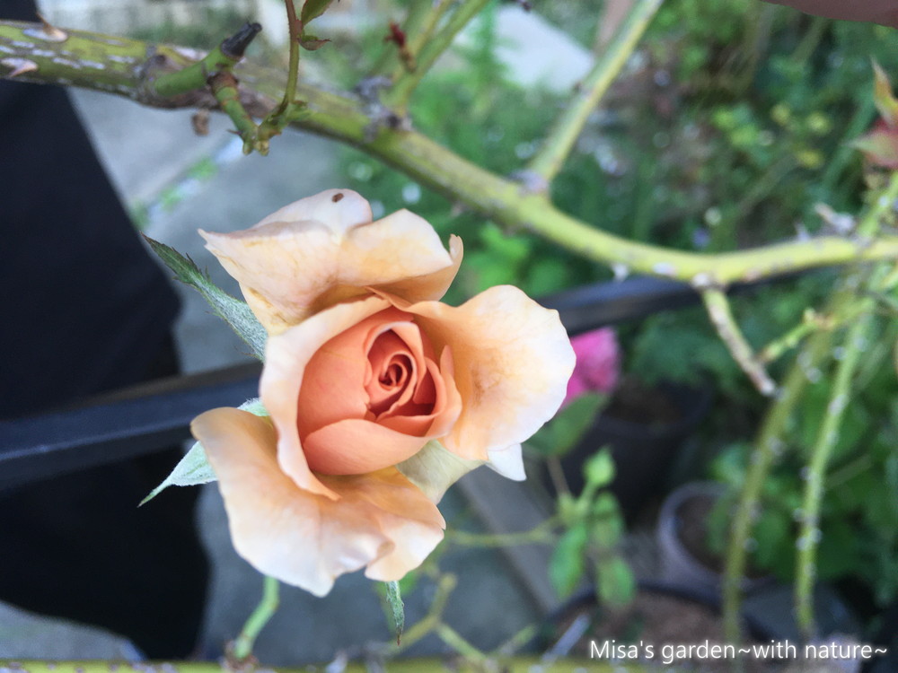 貴重な茶色いつるバラ Clつるジュリア Julia Climing 花を咲かせるコツ 誘引 と育て方 Misa S Garden With Nature
