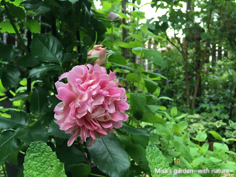 育て方 Clファンシーラッフル Fancy Ruffle 難しいけど春には元気になる キク咲きが美しいバラ Misa S Garden With Nature