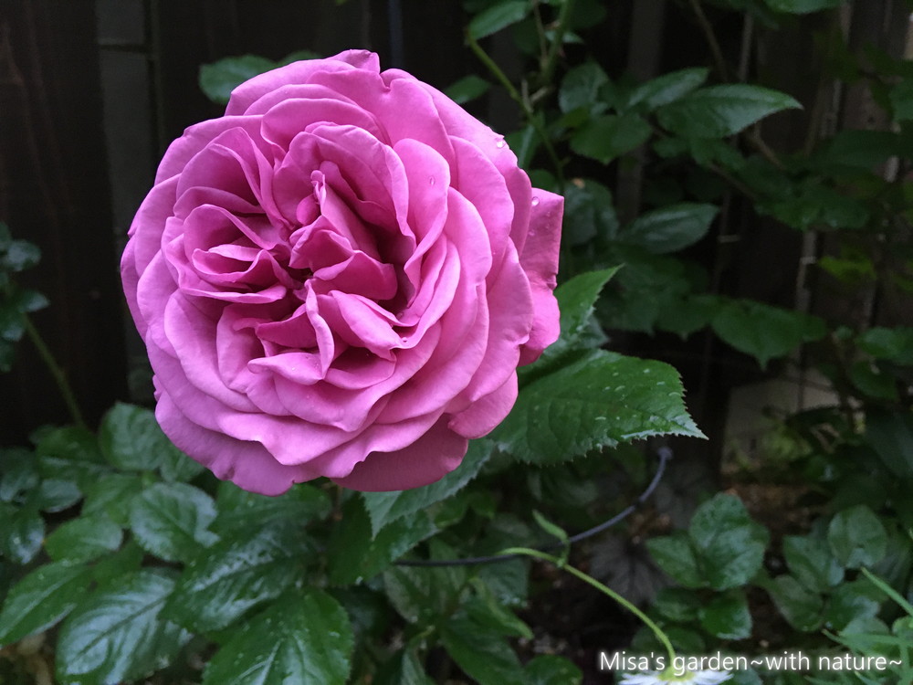 病気に強いバラ コルデス Fプラムパーフェクト Plum Perfect の育て方 Misa S Garden With Nature 病気に強いバラ コルデス Fプラムパーフェクト Plum Perfect の育て方 Misa S Garden With Nature