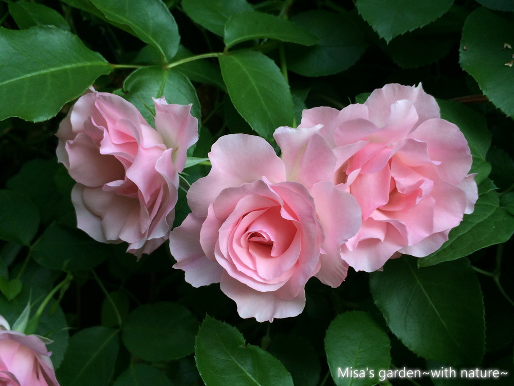 育て方 Clローゼンドルフシュパリースホップ Rosendorf Sparrieshoop ピンクのフリフリが可愛い病気に強いつるバラ Misa S Garden With Nature