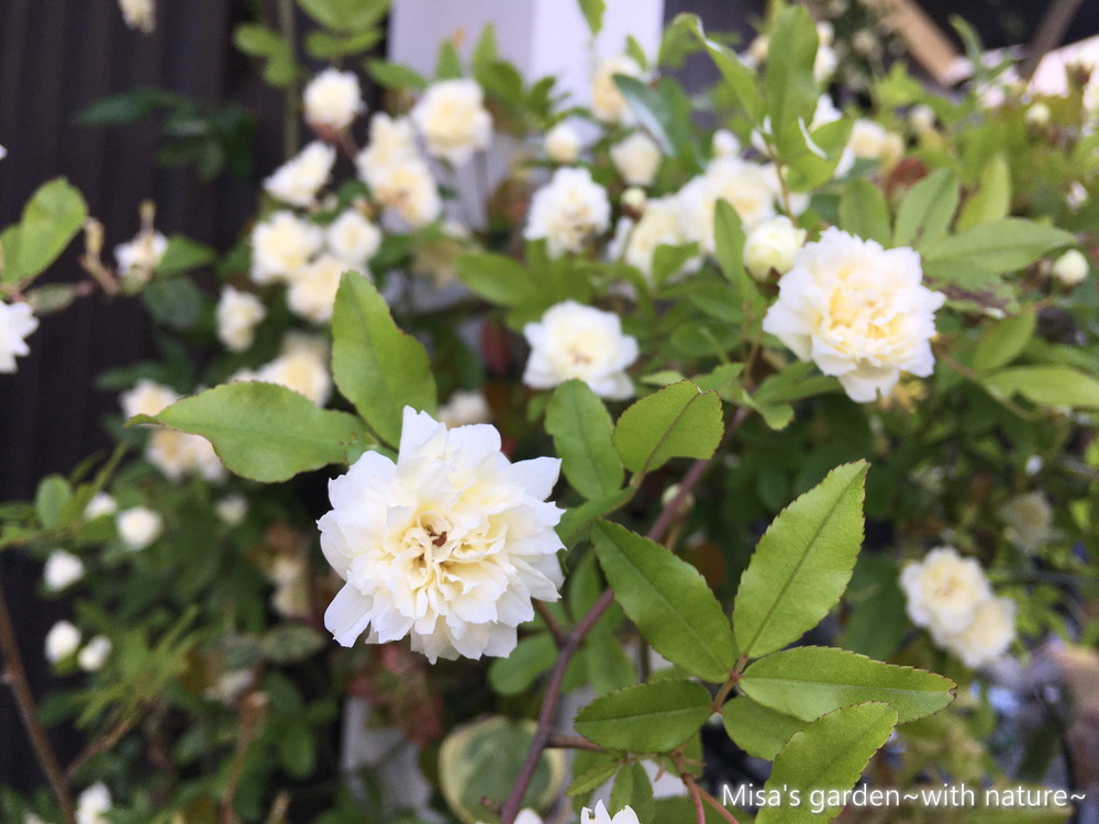 育て方 Spモッコウバラ Rosa Banksiae 病気知らずでトゲ無し の育てやすい原種のバラの成長記録 Misa S Garden With Nature