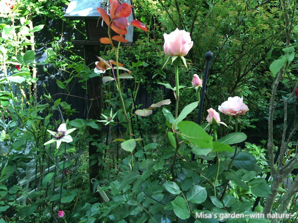 ロサオリエンティス Sダフネ Daphne の育て方 誘引 Misa S Garden With Nature