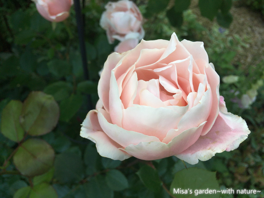 ロサオリエンティス Sダフネ Daphne の育て方 誘引 Misa S Garden With Nature