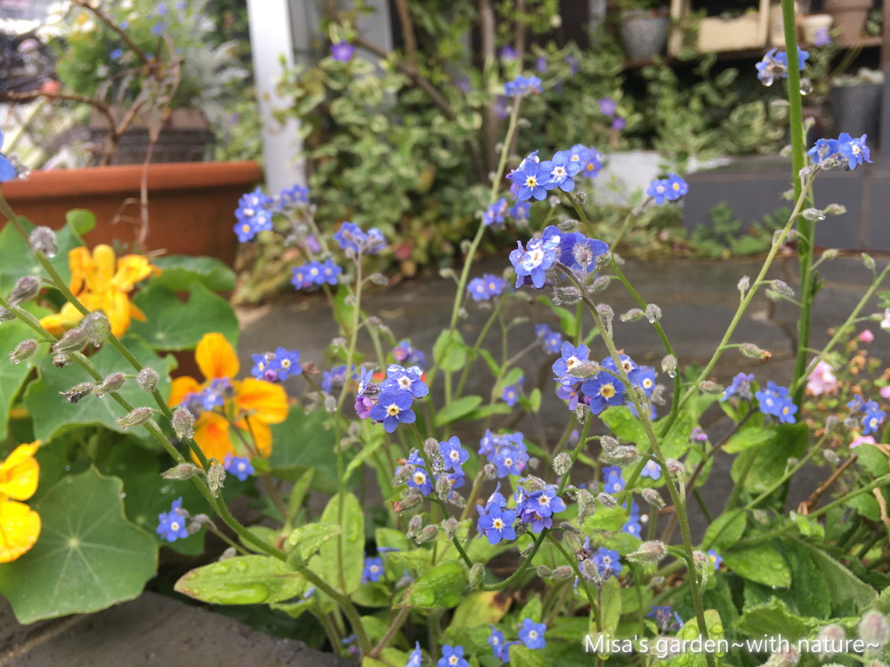 12月の庭仕事まとめ Misa S Garden流 Misa S Garden With Nature