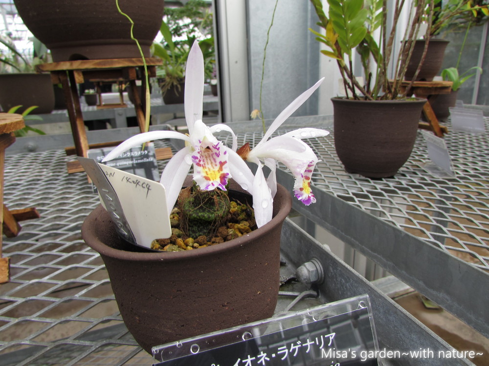 プレイオネ・ラゲナリアPleione × lagenaria