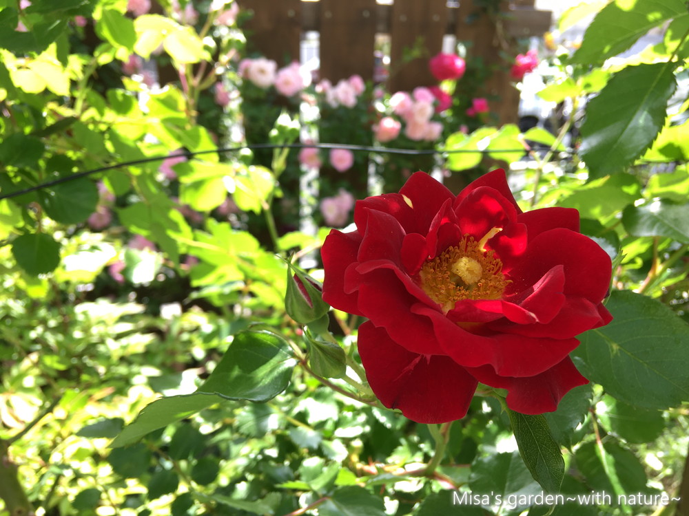 育て方と過去誘引 Clマグネティックアイズ Magnetic Eyes 見ごたえある房咲きの赤いつるバラです Misa S Garden With Nature