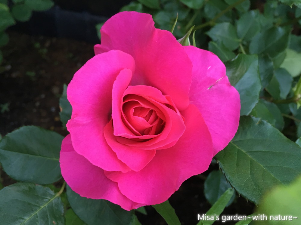 育て方 Clつるローズうらら Cl Roseurara ショッキングピンクの育てやすいつるバラ Misa S Garden With Nature