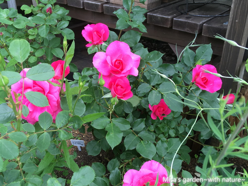 育て方 Clつるローズうらら Cl Roseurara ショッキングピンクの育てやすいつるバラ Misa S Garden With Nature