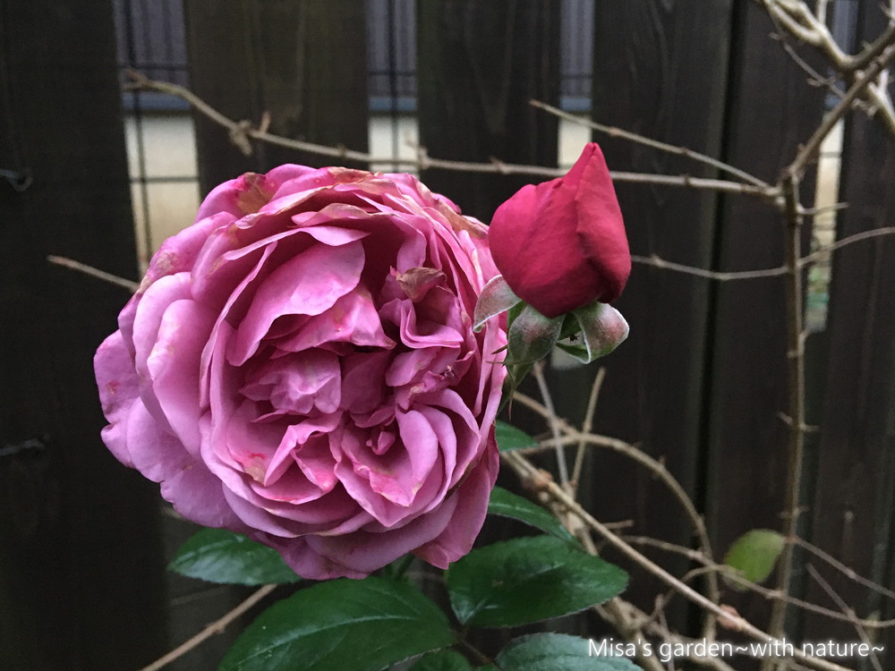 12月前半のお庭の様子 Misa S Garden With Nature