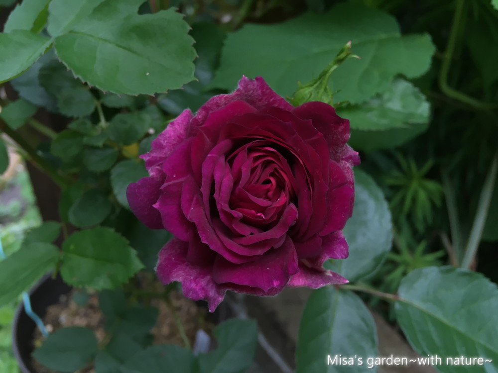 アメリカのバラ S Fl ミッドナイトブルー Midnight Blue の育て方 誘引 Misa S Garden With Nature